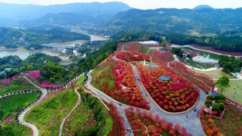 巴南花海 巴南花海