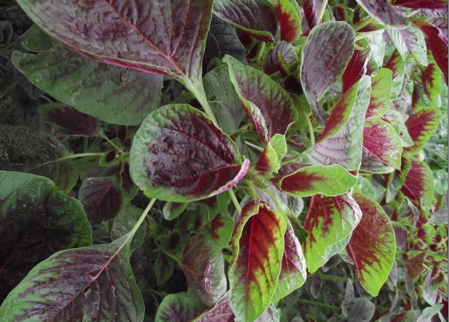 新鮮優(yōu)質(zhì)漢菜 新鮮優(yōu)質(zhì)漢菜