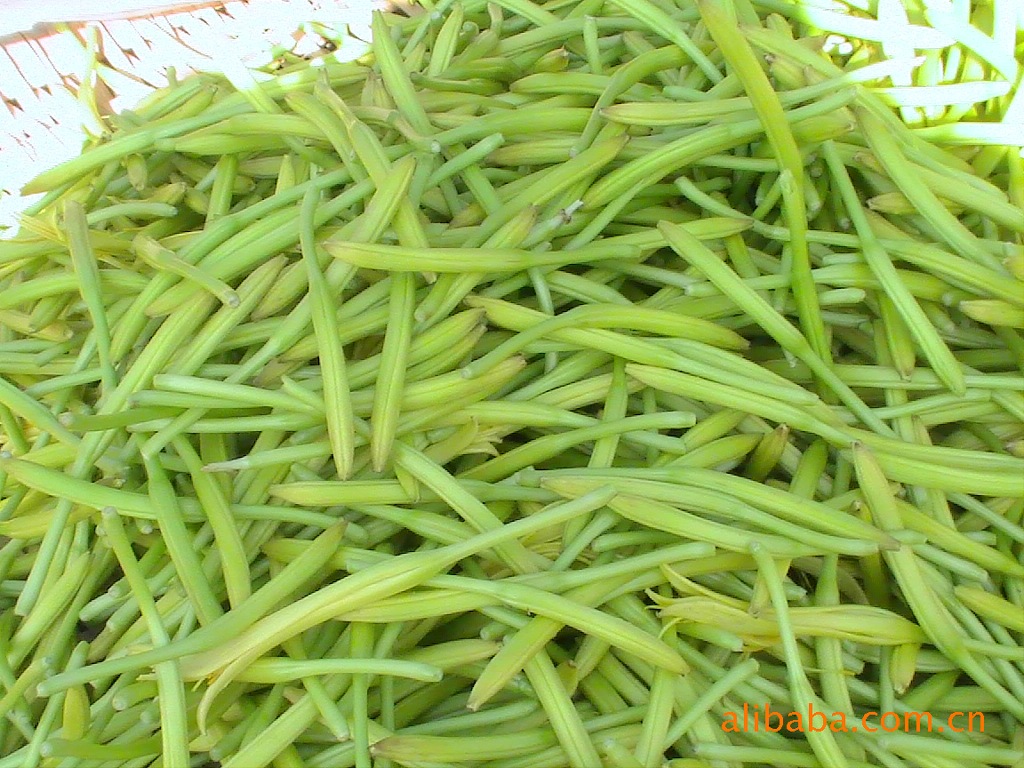 新鮮優(yōu)質(zhì)鮮黃花 新鮮優(yōu)質(zhì)鮮黃花