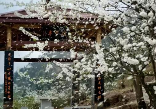 ھŌ山y(tng)(zhn)ӡ(ji)_Ļ