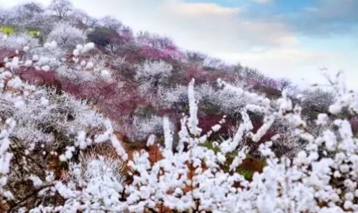 第九屆渝北統(tǒng)景鎮(zhèn)印盒李花節(jié)開幕 第九屆渝北統(tǒng)景鎮(zhèn)印盒李花節(jié)開幕