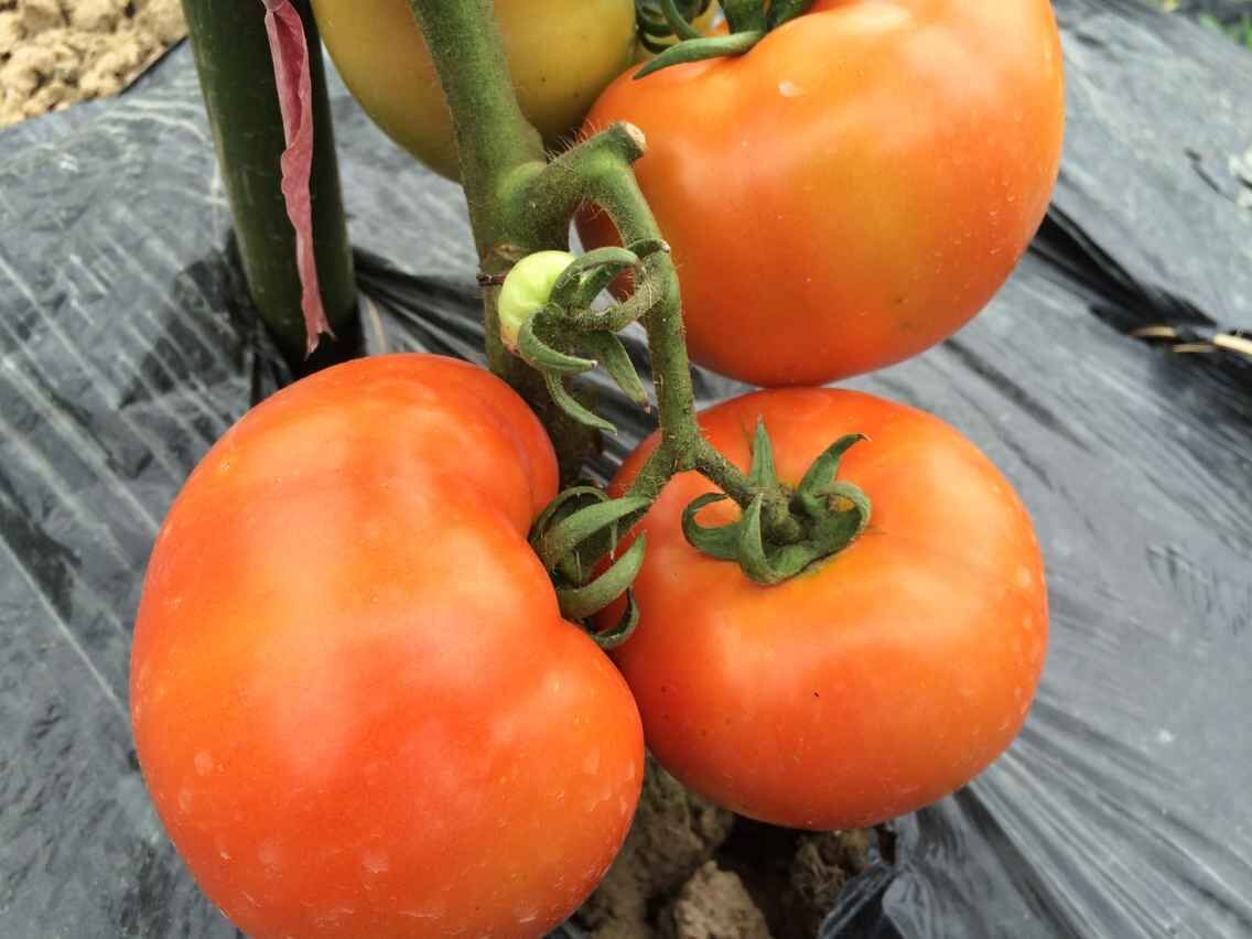 ؑcϺЙC(j)r(nng)t