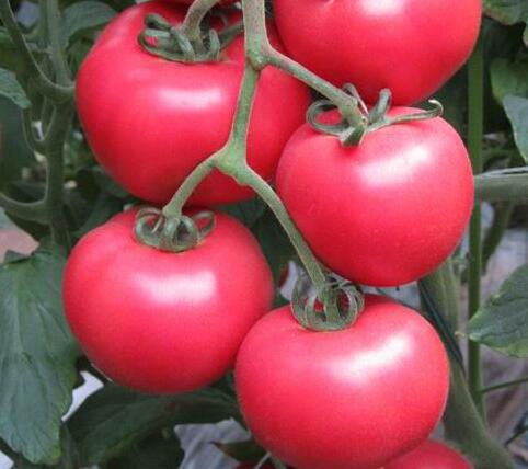 巴南潤在生態(tài)園 巴南潤在生態(tài)園