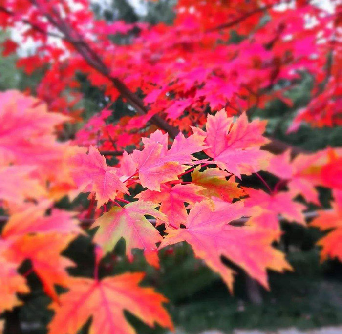 υ^(q)r(nng)Ҙ(l)t~h(hun)