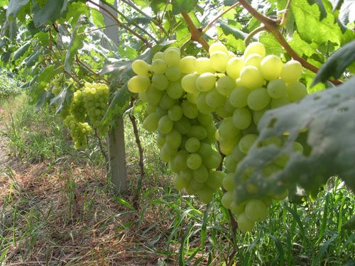  ָьٚWsN޴LAFɾomƽ750ˡΠ^LEAԏʹSɫӲƬA\20%--22%ˬНıζţζڞ7ѮΨһĸǶWsN