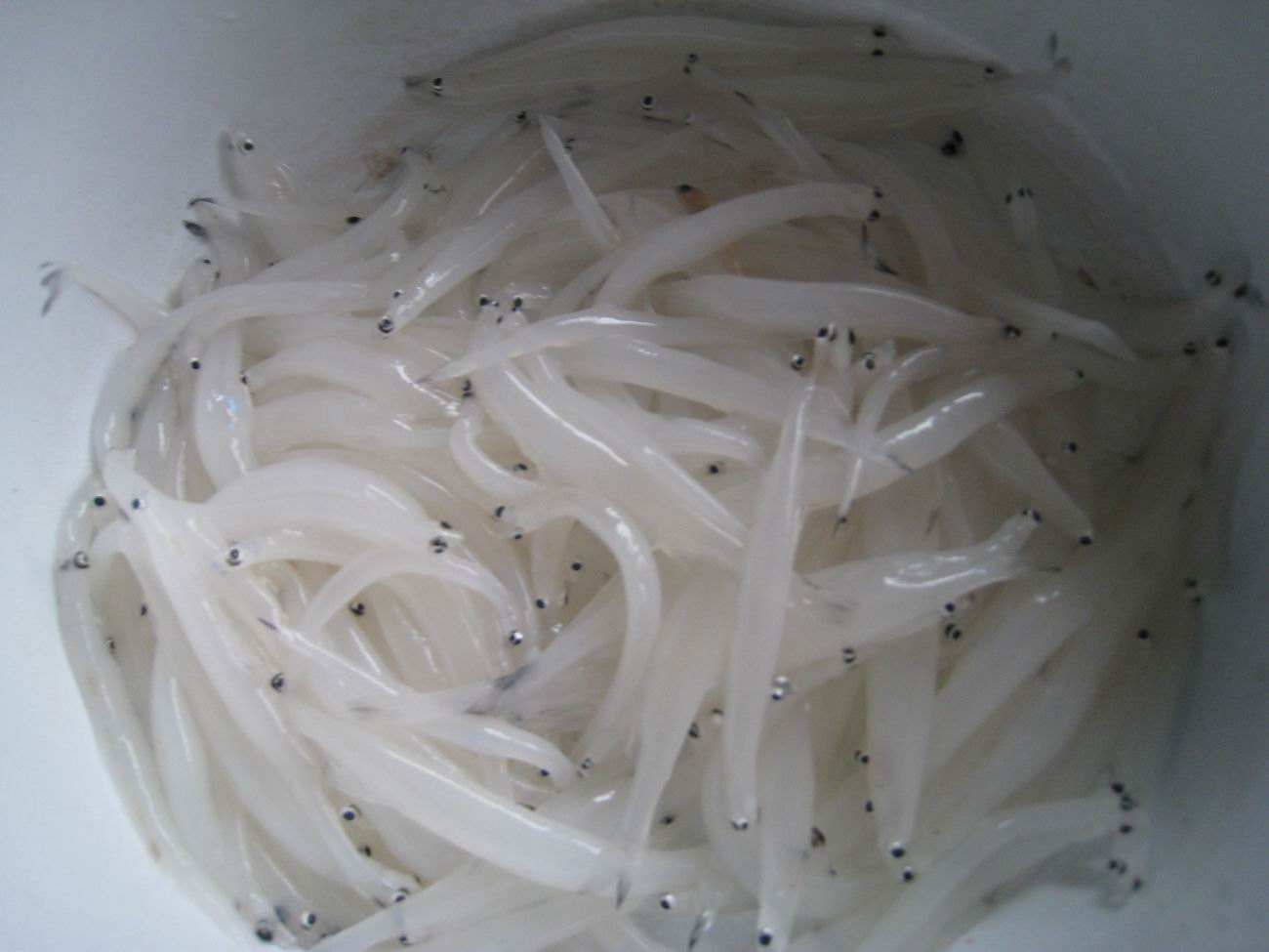 萬州銀魚 萬州銀魚