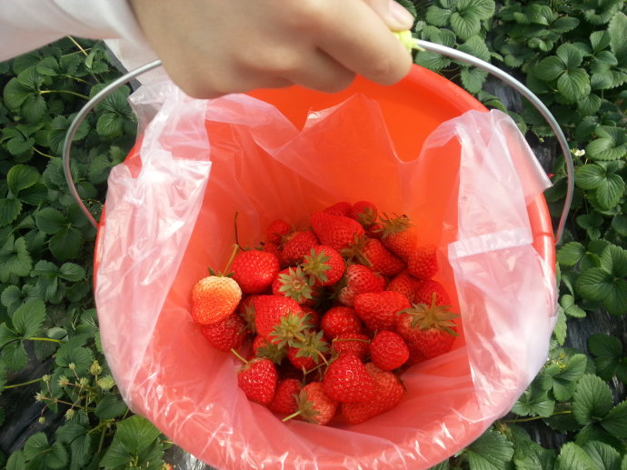 草莓土特產(chǎn)品 草莓土特產(chǎn)品