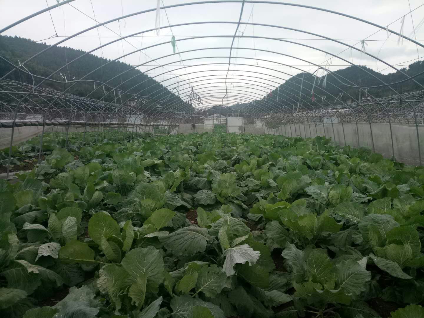 重慶天聯(lián)生態(tài)養(yǎng)殖基地參觀/重慶生態(tài)魚養(yǎng)殖基地/重慶天聯(lián)農(nóng)業(yè) 重慶天聯(lián)生態(tài)養(yǎng)殖基地參觀/重慶生態(tài)魚養(yǎng)殖基地/重慶天聯(lián)農(nóng)業(yè)