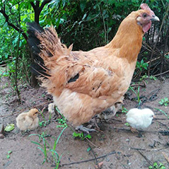 ؑc(lin)B(ti)B(yng)ֳ؅^/ؑcB(ti)~B(yng)ֳ/ؑc(lin)r(nng)I(y)