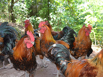 重慶天聯(lián)生態(tài)養(yǎng)殖基地參觀/重慶生態(tài)魚養(yǎng)殖基地/重慶天聯(lián)農(nóng)業(yè) 重慶天聯(lián)生態(tài)養(yǎng)殖基地參觀/重慶生態(tài)魚養(yǎng)殖基地/重慶天聯(lián)農(nóng)業(yè)