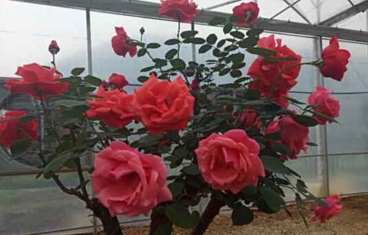 渝北區(qū)香濃莊園 渝北區(qū)香濃莊園