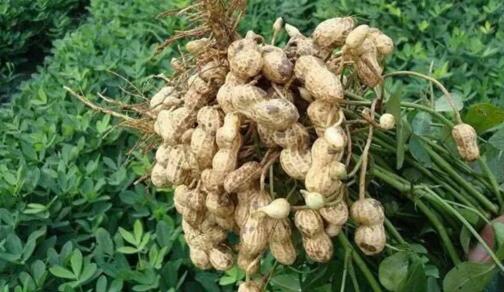 渝北區(qū)香濃莊園 渝北區(qū)香濃莊園