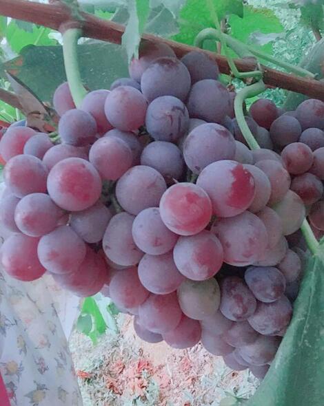 渝北區(qū)香濃莊園 渝北區(qū)香濃莊園