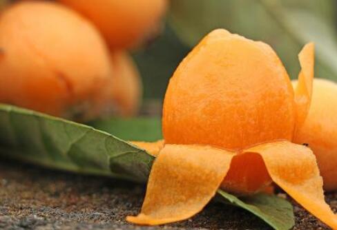 蔡家崗鎮(zhèn)枇杷山果園 蔡家崗鎮(zhèn)枇杷山果園