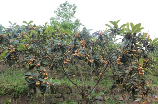 蔡家崗鎮(zhèn)枇杷山果園 蔡家崗鎮(zhèn)枇杷山果園