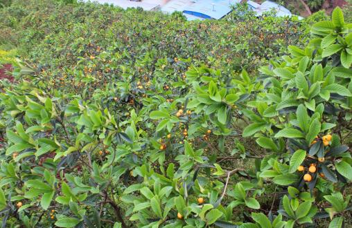 蔡家崗鎮(zhèn)枇杷山果園 蔡家崗鎮(zhèn)枇杷山果園