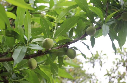 蔡家崗鎮(zhèn)桃子果園 蔡家崗鎮(zhèn)桃子果園