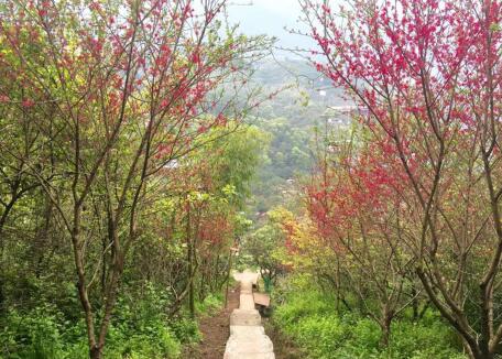 蔡家崗鎮(zhèn)桃子果園 蔡家崗鎮(zhèn)桃子果園