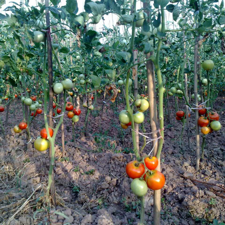 碧波藝術(shù)生態(tài)園番茄采摘 碧波藝術(shù)生態(tài)園番茄采摘