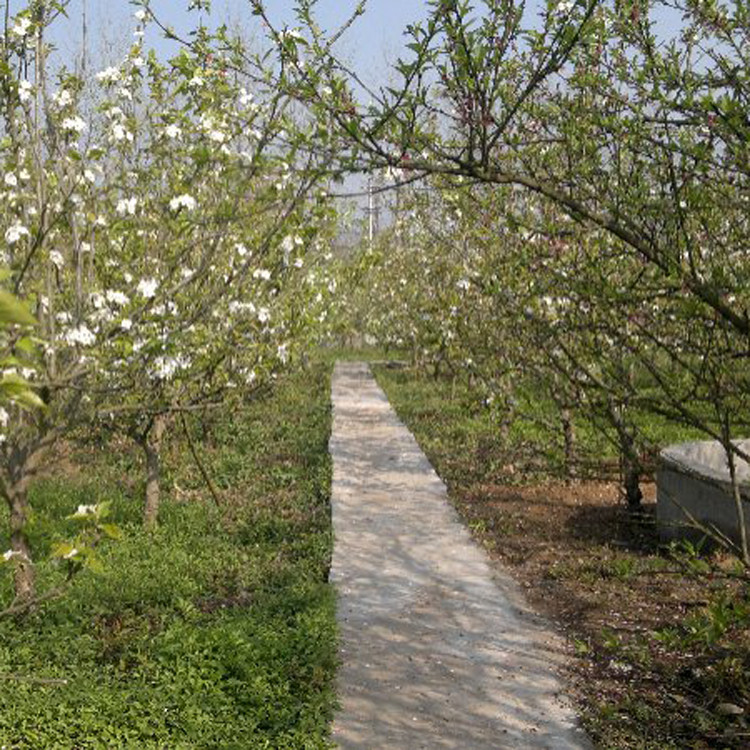 碧波藝術(shù)生態(tài)園欣賞花草 碧波藝術(shù)生態(tài)園欣賞花草