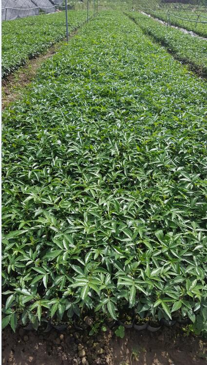 Gɫ(bio)(zhn)ԻؘӰչʾ