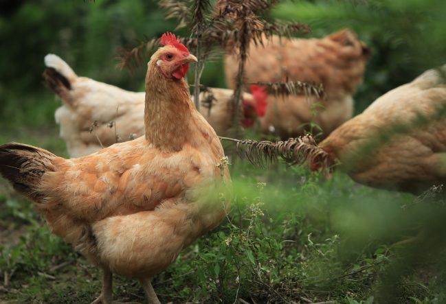 重慶土雞銷(xiāo)售 重慶土雞銷(xiāo)售