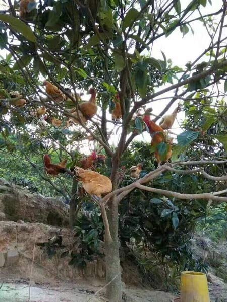 重慶土雞蛋價(jià)格 重慶土雞蛋價(jià)格