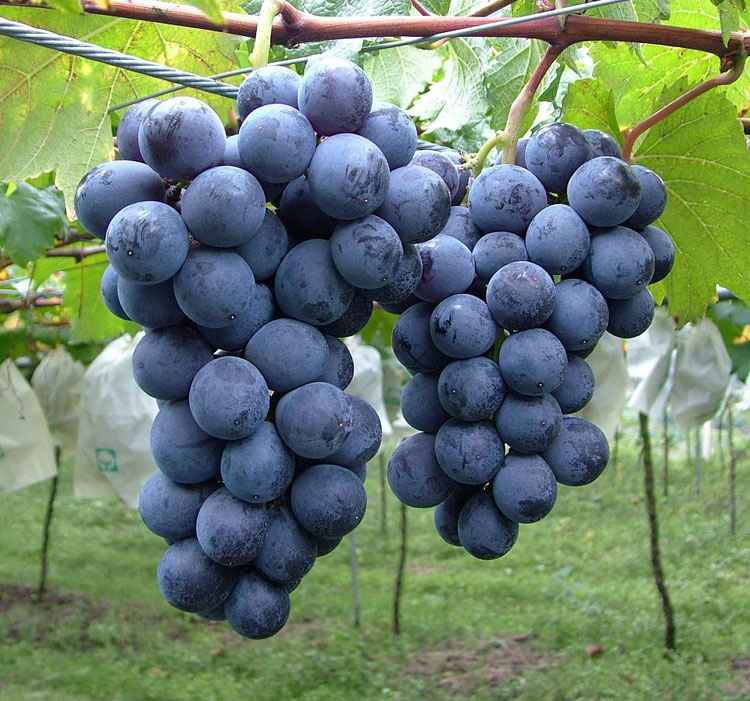 精品巨峰葡萄 精品巨峰葡萄