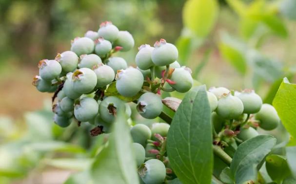 515ɳƺ΅^(q)(zhn)ɣ{ݮժ_@