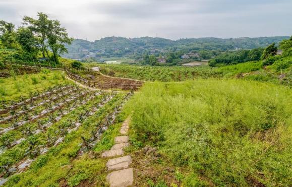 515ɳƺ΅^(q)(zhn)ɣ{ݮժ_@