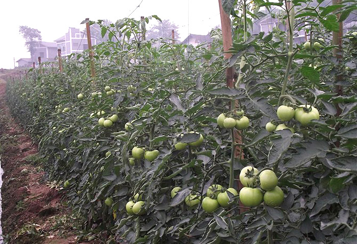 ؑcA߲˻߲l(f)NֲԭB(ti)߲