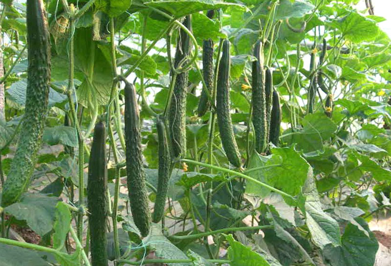 ؑcA߲˻أ߲l(f)NֲԭB(ti)߲,߲˶Xһ