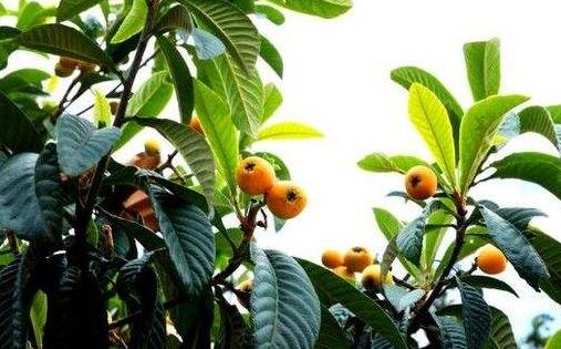 合川古樓鎮(zhèn)榮華枇杷園采摘 合川古樓鎮(zhèn)榮華枇杷園采摘