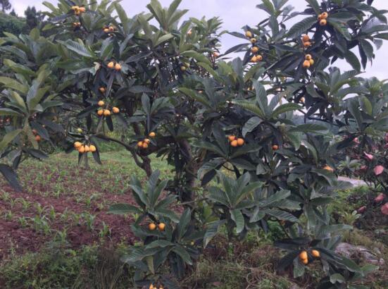 合川古樓鎮(zhèn)榮華枇杷園采摘 合川古樓鎮(zhèn)榮華枇杷園采摘