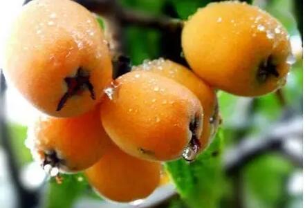 南岸廣陽(yáng)回龍枇杷基地采摘 南岸廣陽(yáng)回龍枇杷基地采摘