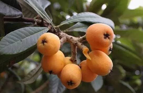 南岸廣陽(yáng)回龍枇杷基地采摘 南岸廣陽(yáng)回龍枇杷基地采摘