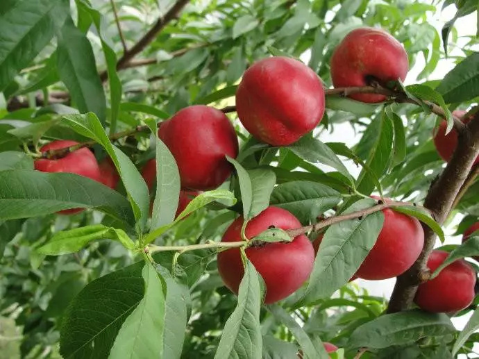 重慶桃子采摘 重慶桃子采摘