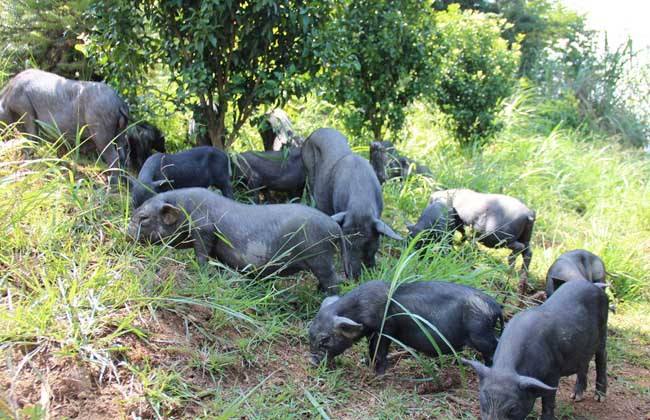 巫山雪域藏香豬 巫山雪域藏香豬
