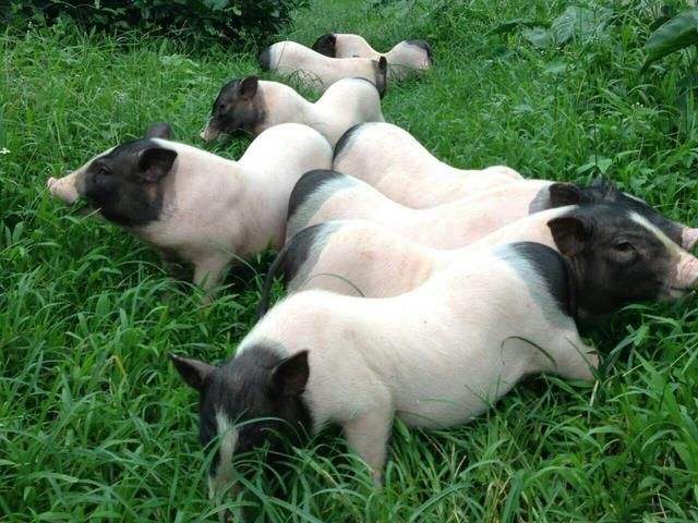 巫山雪域藏香豬 巫山雪域藏香豬