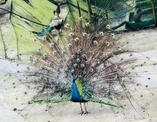 υ^(q)(zhn)υ^(q)(zhn)