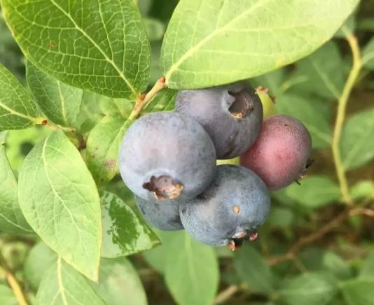 巴南區(qū)安瀾鎮(zhèn)巴南區(qū)安瀾鎮(zhèn) 巴南區(qū)安瀾鎮(zhèn)巴南區(qū)安瀾鎮(zhèn)