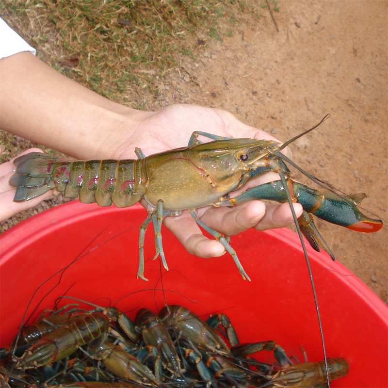 ޵ˮrrl(f)rB(yng)ֳ-ؑcMr(nng)I(y)Ƽ