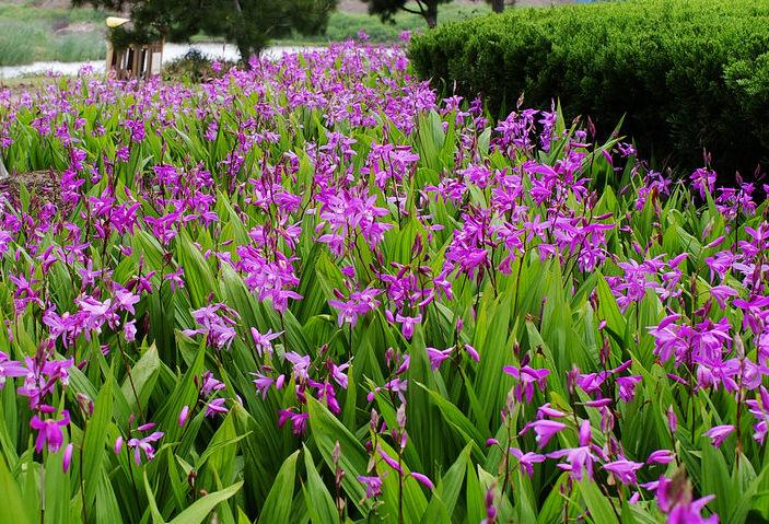 ؑcܸNֲؑcܸNl(f)-ؑcݺr(nng)I(y)