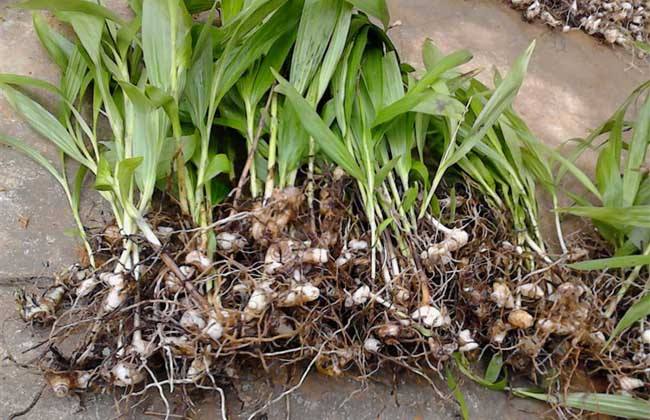 ؑcܸNֲؑcܸNl(f)-ؑcݺr(nng)I(y)