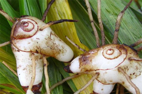 ؑcܸNֲؑcܸNl(f)-ؑcݺr(nng)I(y)