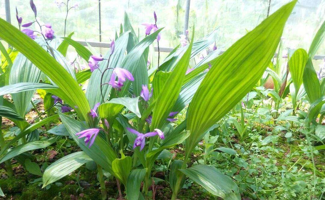 ؑcܸNֲؑcܸNl(f)-ؑcݺr(nng)I(y)