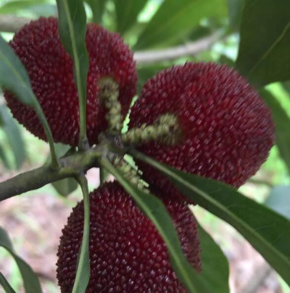 2019江津龍華鎮(zhèn)東魁楊梅采摘開園了 2019江津龍華鎮(zhèn)東魁楊梅采摘開園了