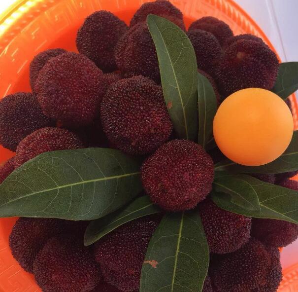 2019江津龍華鎮(zhèn)東魁楊梅采摘開園了 2019江津龍華鎮(zhèn)東魁楊梅采摘開園了