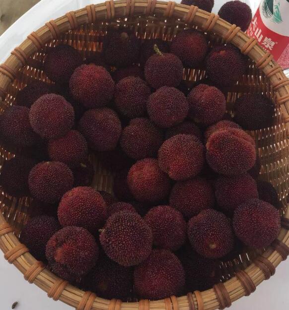 2019江津龍華鎮(zhèn)東魁楊梅采摘開園了 2019江津龍華鎮(zhèn)東魁楊梅采摘開園了