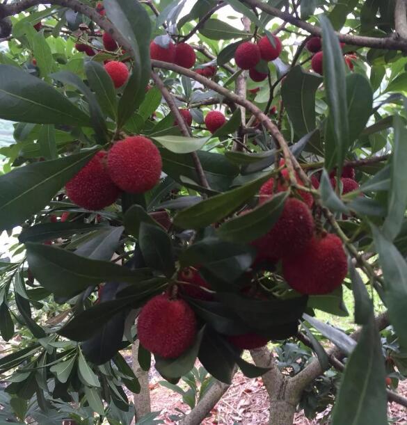 2019江津龍華鎮(zhèn)東魁楊梅采摘開園了 2019江津龍華鎮(zhèn)東魁楊梅采摘開園了